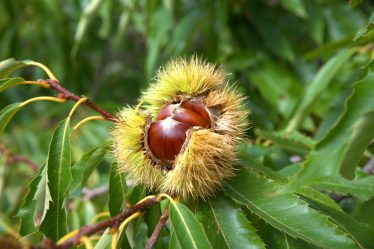 Le castagne fanno ingrassare?