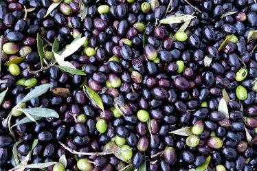 Le olive fanno ingrassare?