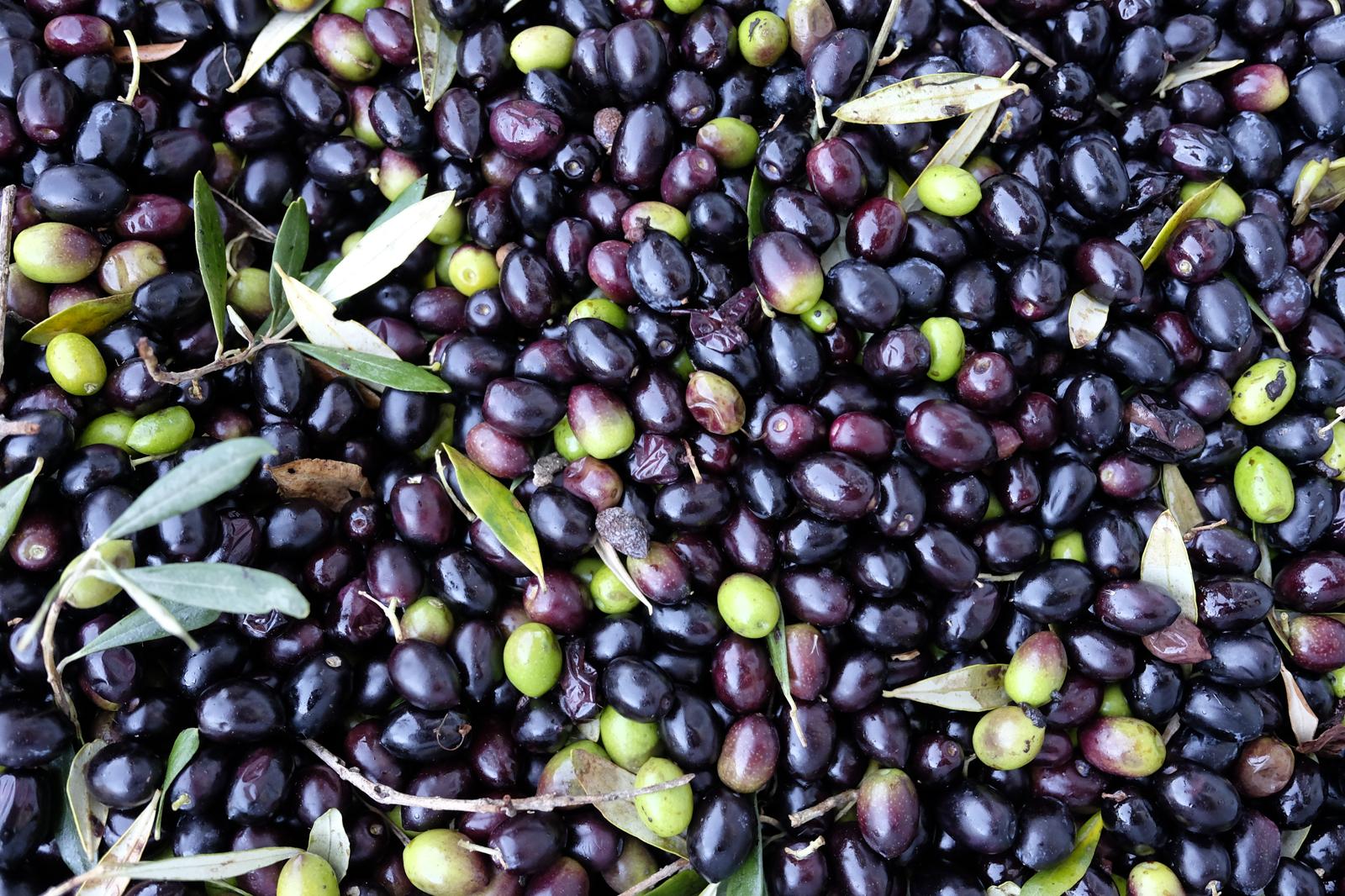 Le olive fanno ingrassare?